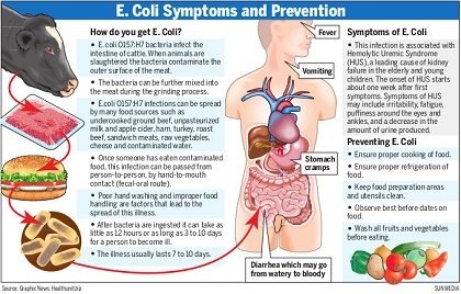 E.coli graphic