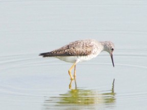 Shorebirds are now migrating south. Lesser yellow-legs can be seen at the West Perth Wetlands. Many sandpiper species as well as plovers, Wilson?s phalarope, and Wilson?s snipe also can be seen at this location through August. (Paul Nicholson, Special to QMI Agency)