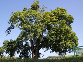 The Comfort Maple in Pelham is believed to be more than 500-years-old. In order to preserve its heritage, seeds from the sugar maple have been used to make 200 saplings. (Dan Dakin/QMI Agency)