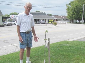 Tom Chatterton poses with a red bud tree that was destroyed by vandalism. Photo taken Thursday, Aug. 21, 2014. DON ROBINET/QMI AGENCY
