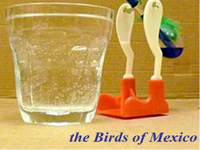 sonofabitch/The Birds of Mexico is playing at The Fringe.