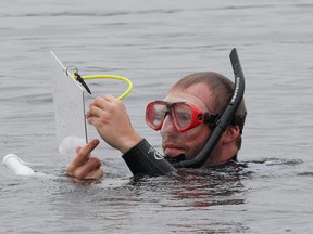 JOHN LAPPA/THE SUDBURY STAR
Kyle Borrowman, of Enviroscience, searches for weevils on milfoil in St. Charles Lake in Sudbury. Enviroscience is studying the weevil impact on milfoil in area lakes for the city.