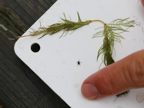 JOHN LAPPA/THE SUDBURY STAR
In this file photo, Kyle Borrowman, of Enviroscience, shows a weevil found on milfoil in St. Charles Lake in Sudbury.