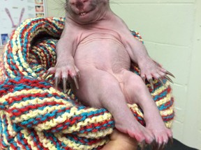 Leah, an orphaned baby wombat, weighed just 300 grams when it was rescued by the side of the road near Victoria, Australia. The photos of the smiling wombat have been a hit with visitors to the Parks Victoria Facebook page. (Photo: Parks Victoria/Facebook/QMI Agency)