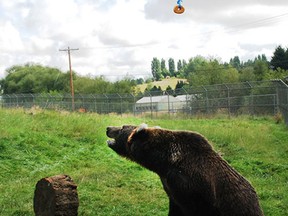 Kio, a nine-year-old grizzly bear, is the "star of the study" after she quickly realized she could move a box and stand on it to reach a donut during an experiment at the Washington State University Bear Research Education and Conservation Center. (Photo: Washington State Univeristy/Handout/QMI Agency)