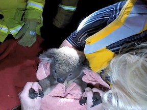 Sir Chompsalot the koala is bundled up after the marsupial was hit by a car on Thursday, Aug. 21, 2014 near Victoria, Australia. A volunteer from the Animalia Wildlife Shelter performed CPR on the koala. It is expected to survive.
