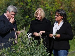 Canada's Prime Minister Stephen Harper (L) samples a bean grown at the Mission Historic Park community garden with his wife Laureen (C) and Environment Minister Leona Aglukkaq in Fort Smith, Northwest Territories August 22, 2014. Harper is on the second day of his annual tour of Northern Canada. REUTERS/Chris Wattie