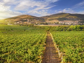 California's Napa Valley. (Fotolia)