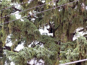 Can you spot the black bear peaking out from its dense cover up a tree on Macleod Street? Greg Cowan photo/QMI Agency.