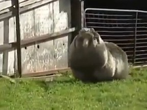 An Australian couple have found what they think is the world's woolliest sheep.