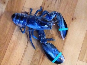 Meghan LaPlante, 14, said she and her father pulled in a vivid blue lobster from one of their traps on Saturday.
(Facebook photo)