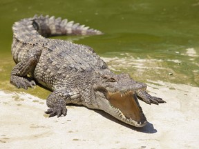 Crocodile. 

(Fotolia)