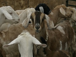 Goats. Postmedia Network file photo