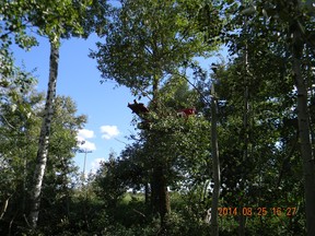 The wreckage of a plane that crash landed near Provost, killing its Calgary pilot on Aug. 25, 2014. Mounties and the Transportation Safety Board are investigating. Supplied photo