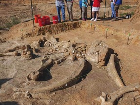 A nearly complete skeleton of a mammoth that died 20,000 to 40,000 years ago is pictured near Dallas,Texas in this undated handout photo obtained by Reuters August 26, 2014.  A North Texas family were gathering materials from a gravel pit on their property, south of Dallas in May when they found a 6-foot (1.8 meter) tusk.  The family decided to donate the remains to the Perot Museum 
of Nature and Science in Dallas.  REUTERS/Perot Museum of Nature and Science/Handout via Reuters