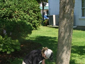 A technician from Davey Tree Experts treats a tree in the Heritage Village. (Courtesy of the Town of Gananoque)