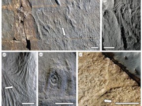 Images of the haootia quadriformis, found in the Bonavista Peninsula, N.L. The researchers said the specimen is preserved on its side, but clearly displays fibres extending up its stem and around the body. (Photo: Proceedings of The Royal Society B/Handout/QMI Agency)