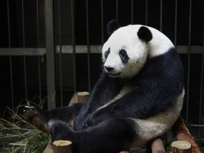 This picture taken on July 17, 2014 shows giant panda Ai Hin sitting in its enclosure at the Chengdu Giant Panda Breeding Research Centre in Chengdu, in southwest China's Sichuan province. Hopes that tiny panda paws would be seen in the world's first live-broadcast cub delivery were dashed on August 26, 2014 when Chinese experts suggested the "mother" may have been focusing more on extra bun rations than giving birth.  CHINA OUT / AFP PHOTO