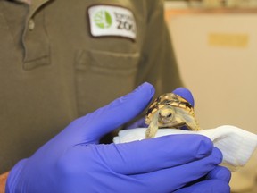 Burmese star tortoise hatched at Toronto Zoo. (Toronto Zoo photo)