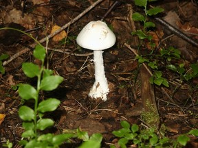 A “destroying angel” mushroom.