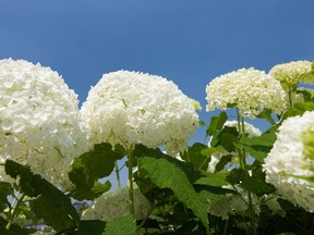 Hydrangeas