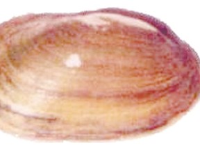 Lilliput mussel