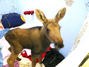 Oliver the baby moose is pictured at the Wild at Heart Animal Shelter, in Walden, Ont. in this file photo. The moose made headlines across the country after a northern Ontario man found him on the side of the highway, picked it up and took him to a Tim Hortons. (Gino Donato/QMI Agency)