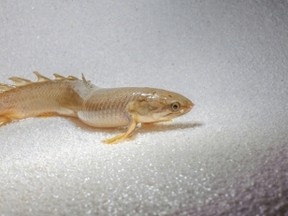 Scientists at McGill taught this fish how to walk out of water. (McGill University/Handout)