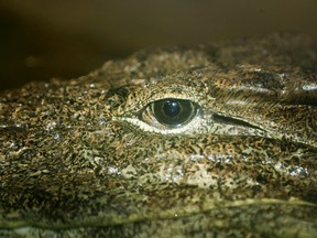 File photo of a crocodile. (Veronica Henri/QMI Agency)