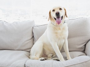 While cute, pets can provide road blocks when it comes to selling your home.