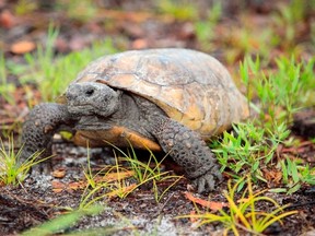 A gopher tortoise moves through freshly sprouted vegetation in this undated handout photo courtesy of Florida Fish and Wildlife Research Institute (FWC). (REUTERS/Florida Fish and Wildlife Research Institute (FWC)/Handout via Reuters)