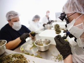 Director of Quality Assurance Thomas Shipley prunes dry marijuana buds before they are processed for shipping at Tweed Marijuana Inc  in Smith's Falls, Ontario, April 22, 2014. REUTERS/Blair Gable