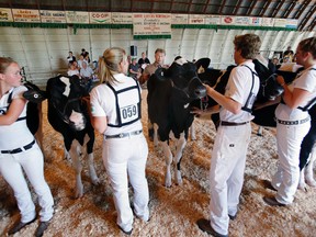 Time to get judged on execution during the intermediate Quinte 4-H Dairy Show at the 193rd Quinte Exhibition and Fair in Belleville, Ont. Saturday, Aug. 30, 2014. — JEROME LESSARD/THE INTELLIGENCER/QMI AGENCY