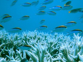Corals are seen at the Great Barrier Reef in this January 2002 handout photo. (HANDOUT)
