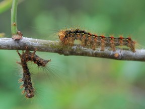 Supplied photo
A gypsy moth caterpillar (left) killed by virus, along with a 'zombie' caterpillar (right) wandering in a treetop, ready to die.