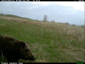 Ryan Brook, a professor University of Saskatchewan, has been using wildlife cameras to track wild boars. (Handout/QMI Agency)