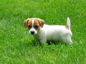 Jack Russell puppy