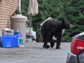 Photo supplied
A black bear rummages for a snack at a residence in New Sudbury in this file photo.