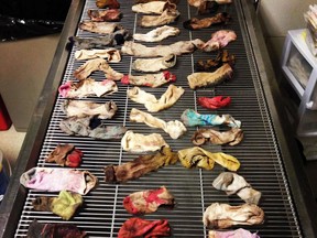A 3-year-old Great Dane of Portland, Ore., had to have 43.5 socks removed from its stomach by vets at the DoveLewis Emergency Animal Hospital. The photos of the dog's sock meal earned the vet clinic third place in Veterinary Practice News' annual They Ate What? contest. (Photo: DoveLewis Emergency Animal Hospital/QMI Agency)