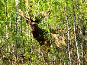 A bull elk is seen in the woods in Elk Island National Park east of Edmonton Alta., on Sunday June 1, 2014. Mounties are warning drivers to keep an eye out for animals on Alberta roads.  Max Maudie/Edmonton Sun/QMI Agency