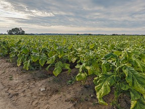 Tobacco yields are down slightly this year. (Brian Thompson/The Expositor/FILE PHOTO)