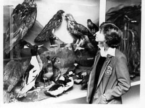 This May 1980 photograph shows an Alma College student looking at a collection of mounted birds. Three of the display cases at Alma College housed a phenomenal collection of mounted birds from North America. The student pictured is Riva Siegel, a Grade 9 student from Toronto. Included in the collection was a passenger pigeon, a species which once numbered over a billion but became extinct in 1914. This photograph is part of the Alma College Collection, courtesy of the Elgin County Archives.
