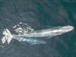 Blue Whales are seen in this undated handout photo courtesy of NOAA National Marine Fisheries Service. (REUTERS/NOAA National Marine Fisheries Service/Handout)