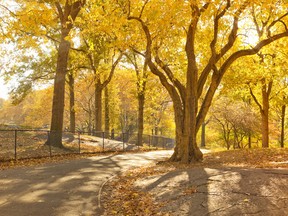 Central Park (Fotolia)