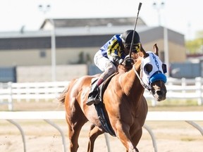 CAPITALISM. won the 67th running of the Birdcatcher at Northlands on Saturday, Sept. 6, 2014. PHOTO supplied by Northlands