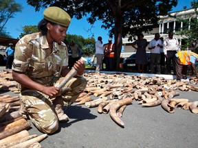 A Kenya Wildlife Service (KWS) officer numbers elephant ivory tusks on July 3, 2013, after a container destined to Malasyia full of tusks was seized in a private yard in the Changamwe area, having come from Uganda at the ports of Mombasa. A total of 775 tusks weighing 1294 kg was seized. 
AFP PHOTO/Ivan Lieman