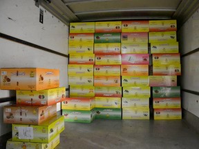 This is a photo of contraband tobacco that was seized near Walpole Island after two Michigan men were arrested on Sept. 3. Along with the contraband tobacco; a boat, car and cash was also seized. 
CONTRIBUTED/ THE CHATHAM DAILY NEWS/ QMI AGENCY