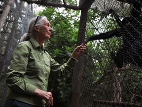 Jane Goodall (QMI Agency file photo).