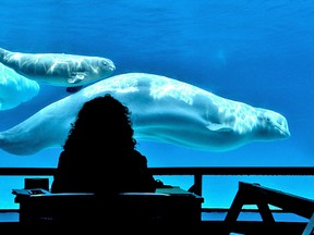 Belugas at Marineland. Mike DiBattista/Niagara Falls Review/QMI Agency
