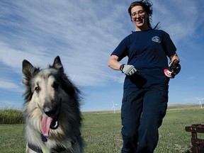 Rescue dog Ruger, a six-year-old Belgian shepherd, waits for his handler Cindy Mauthe after finding a stray photographer among the farm equipment at Heritage Acres. The volunteers of the Canadian Search Dog Association held their annual training seminar at the Pincher Creek museum over the weekend on September 5, 2014. John Stoesser photos/QMI Agency.